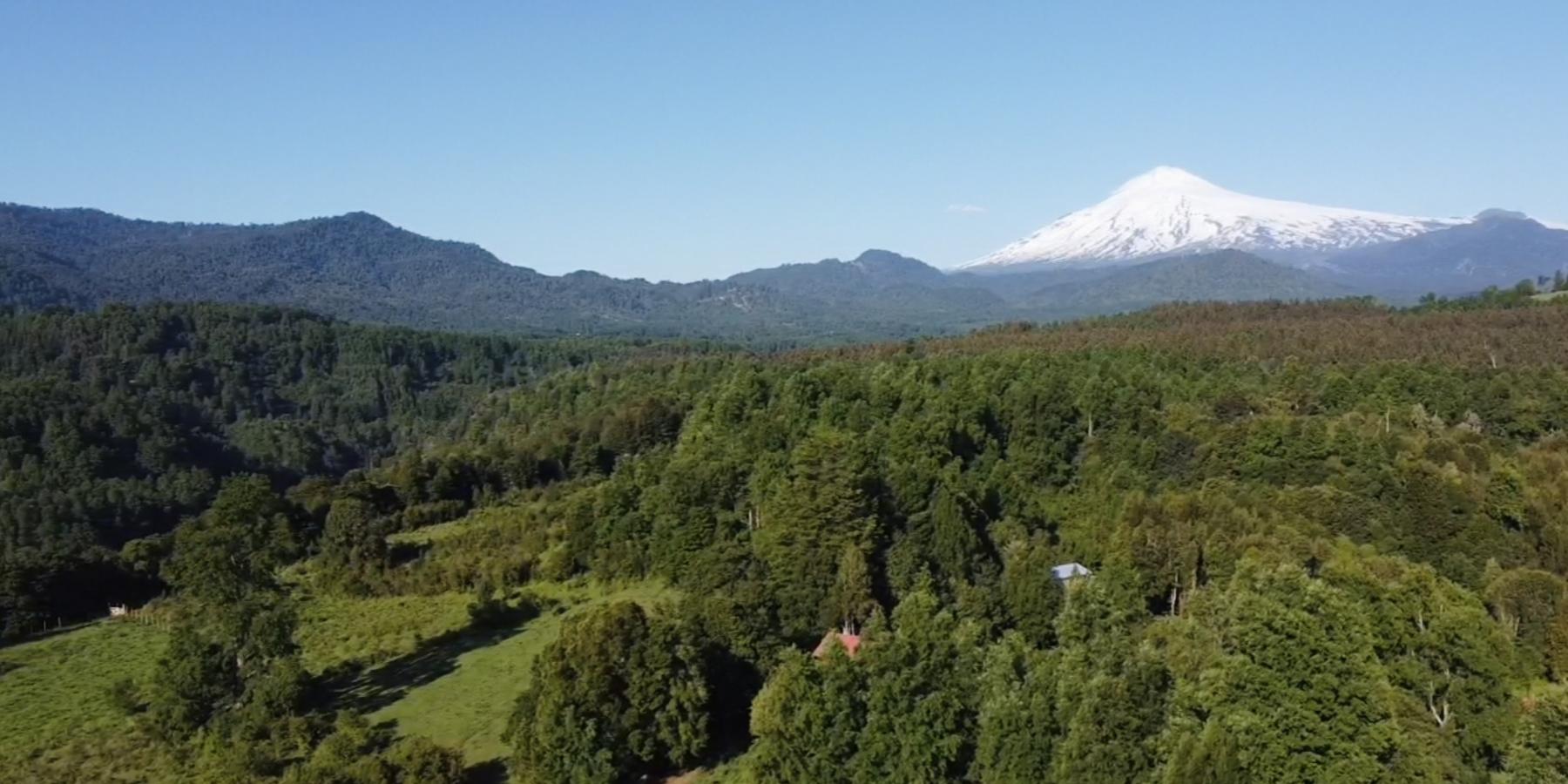 El volcán Villarrica nevado sobre el bosque nativo de la Araucanía