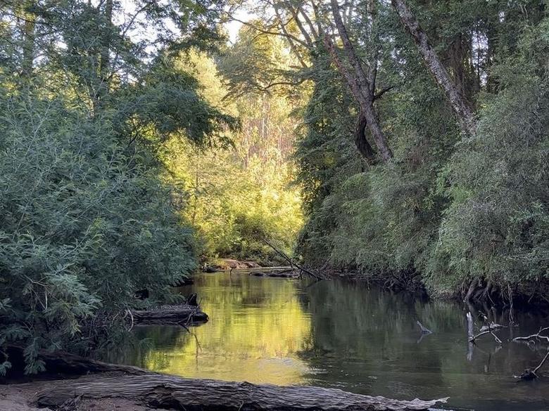 Aguas del río entre la vegetación ribereña