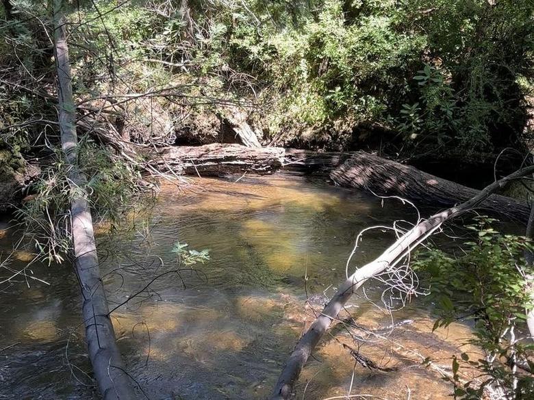 Cauce del río con troncos y bosque nativo alrededor