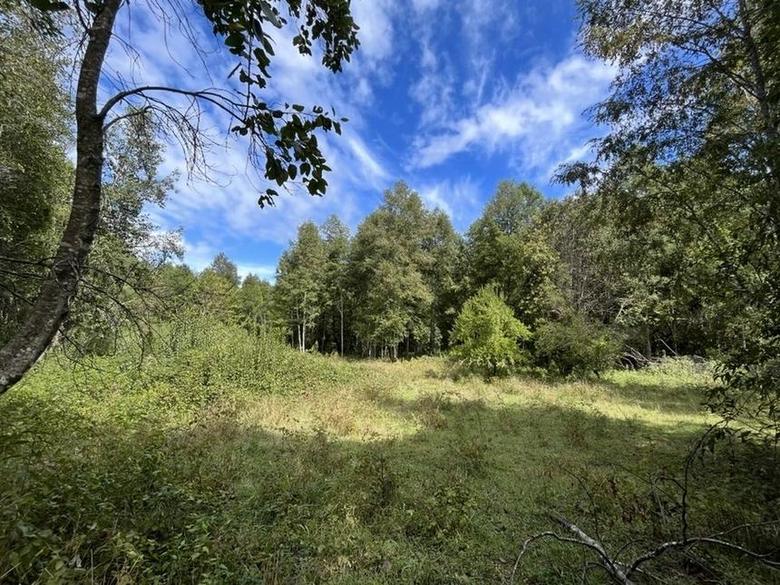 Pradera abierta junto al bosque en el sector