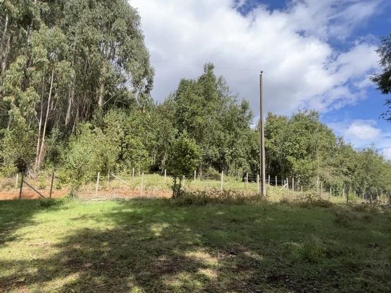 Terreno despejado con árboles nativos al fondo