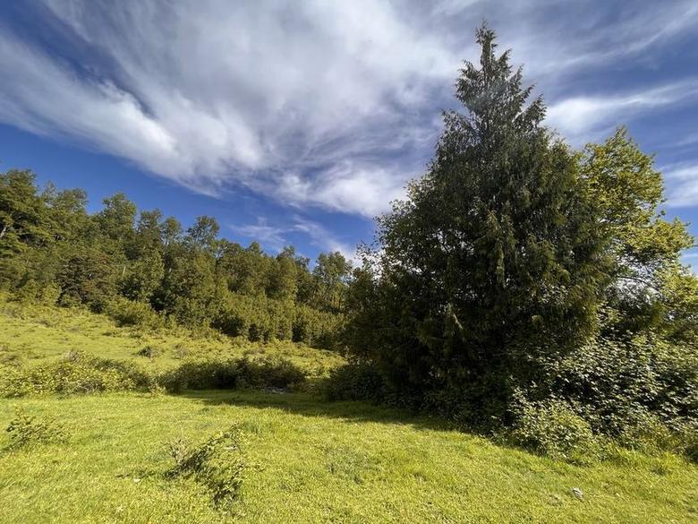 Bosque nativo y cielo despejado en el terreno