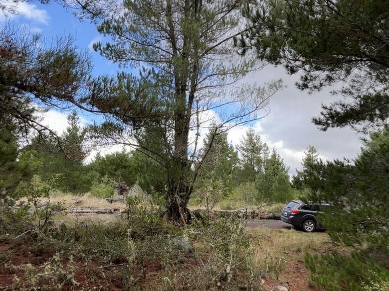 Bosque nativo y espacio abierto dentro del terreno