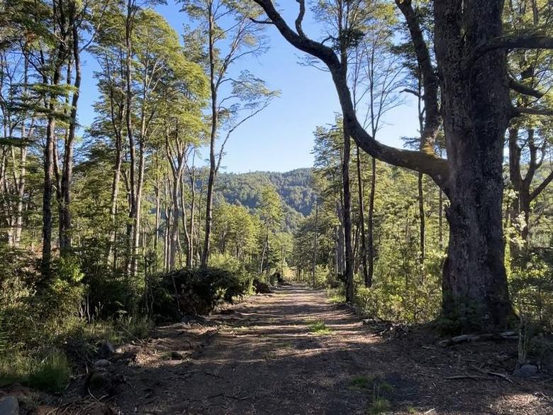 Camino interior entre árboles del sector