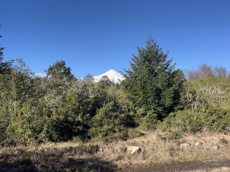 Bosque nativo y horizonte despejado en el terreno