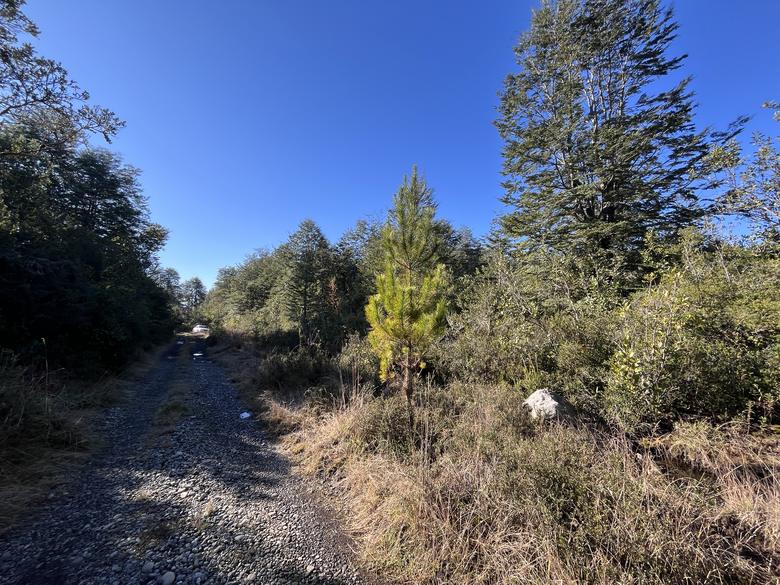 Terreno con bosque nativo y cielo despejado