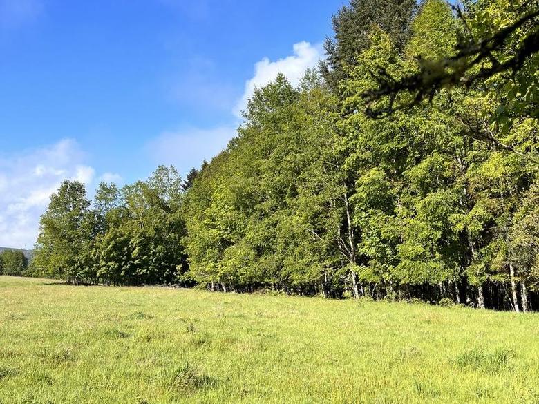 Pradera abierta con bosque nativo al fondo en Villa Las Vertientes