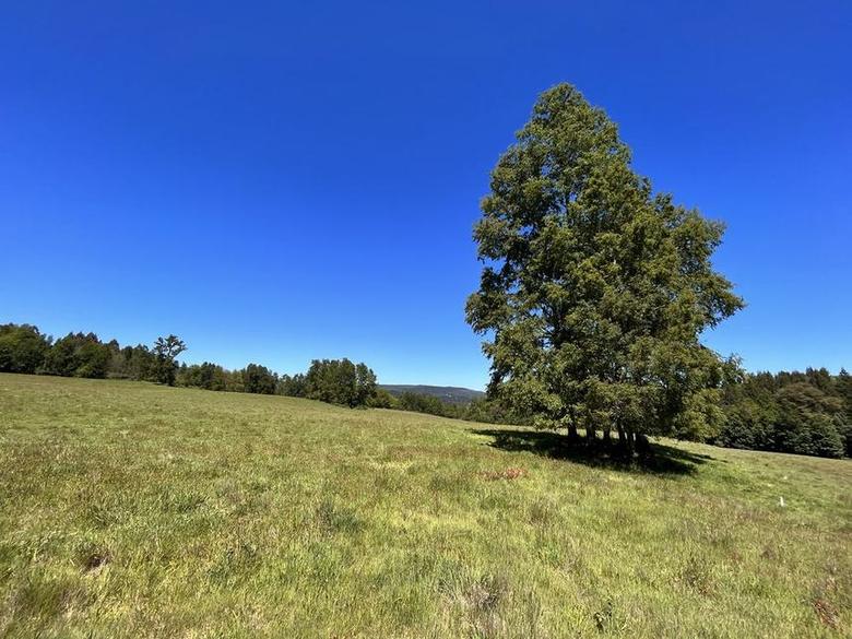 Árbol solitario en la pradera del sector