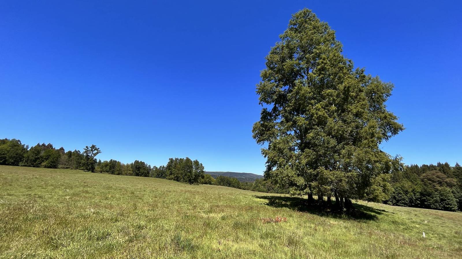 Pradera abierta con árbol nativo en la Araucanía