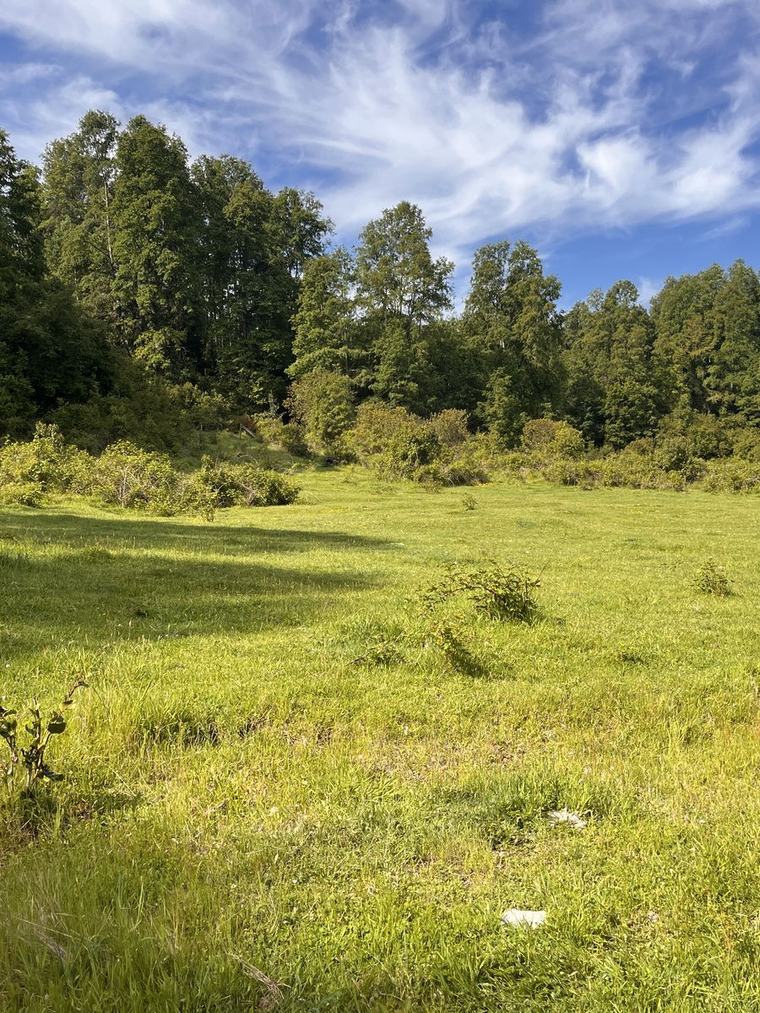 Pradera abierta en Altos de Lican Ray